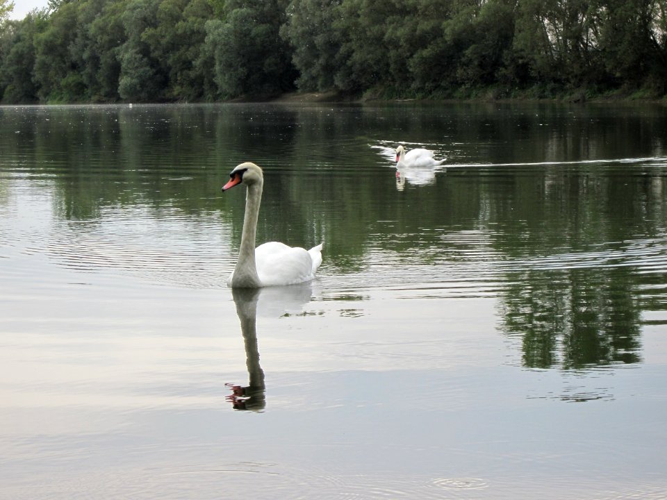 20120923Rheinauenwald_Altlussheim18