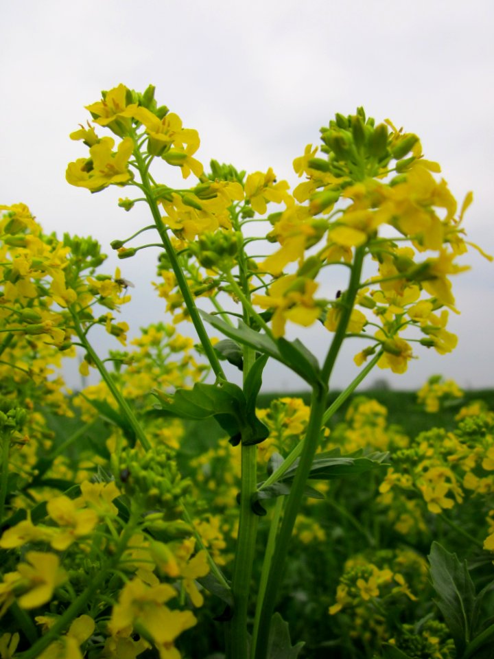 20130501Barbarea_vulgaris2