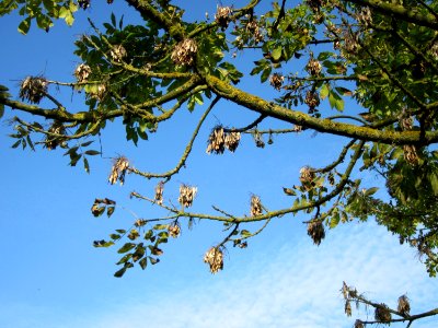 20121021Alte_Landstrasse09