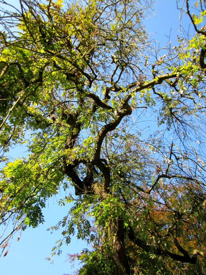 20121002Friedhof_St_Johann3
