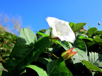 20121002Zaunwinde_Saarbruecken1