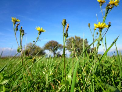 20121005Picris_hieracioides1
