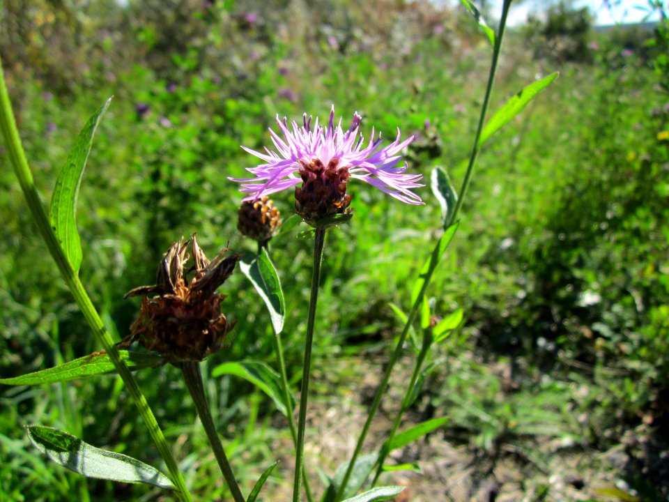 20120930Wiesenflockenblume_Saarbruecken