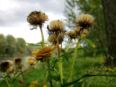 20121003Alant_Hockenheimer_Rheinbogen2