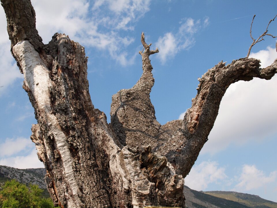 Sky tree trunk old