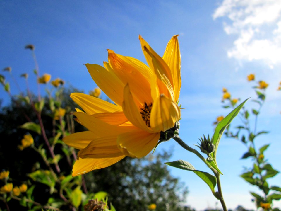 20121005Topinambur_Hockenheim3