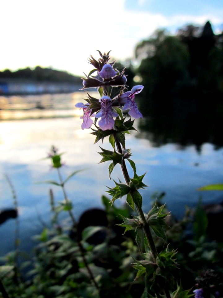 20121001Stachys_palustris3