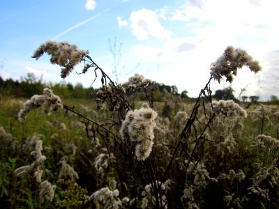 20121003Goldrute_Marlach1