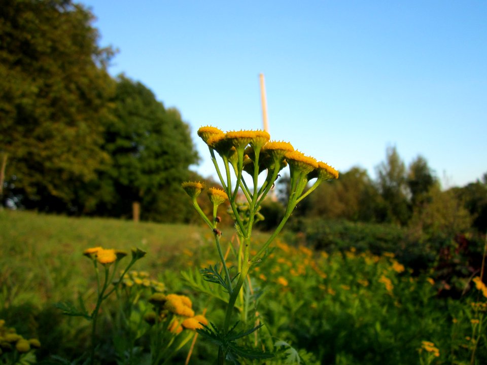 20121001Tanacetum_vulgare