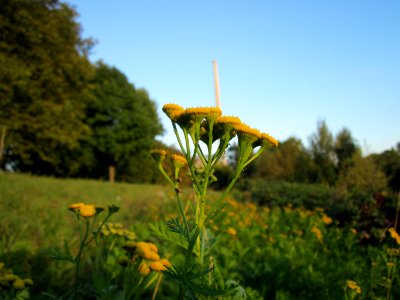 20121001Tanacetum_vulgare