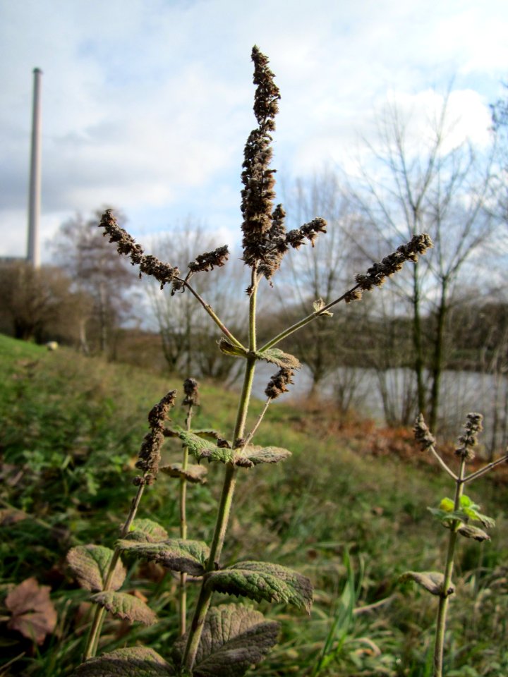 20121206Mentha_longifolia