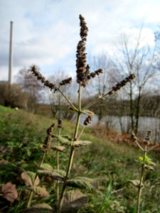 20121206Mentha_longifolia