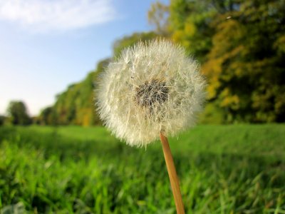 20121019Loewenzahn_Hartbach1
