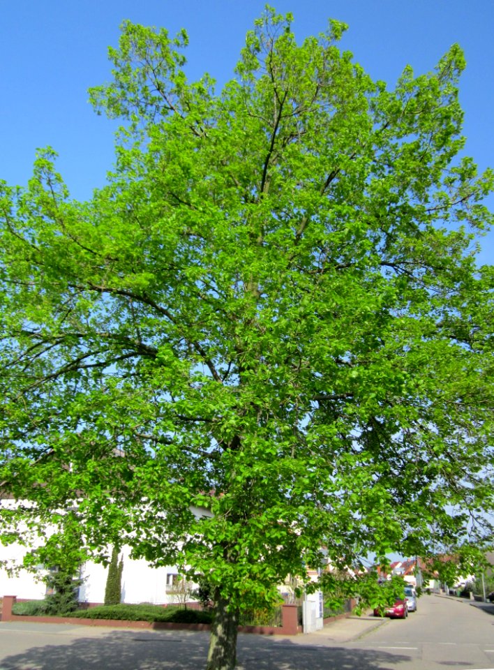 20130502Linde_Hockenheim1