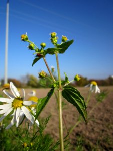 20121021Altlussheim05