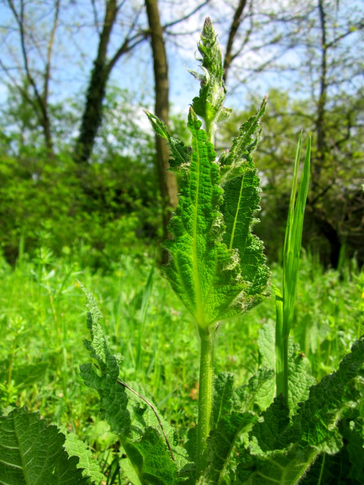 20130502Wiesensalbei_Hockenheim2
