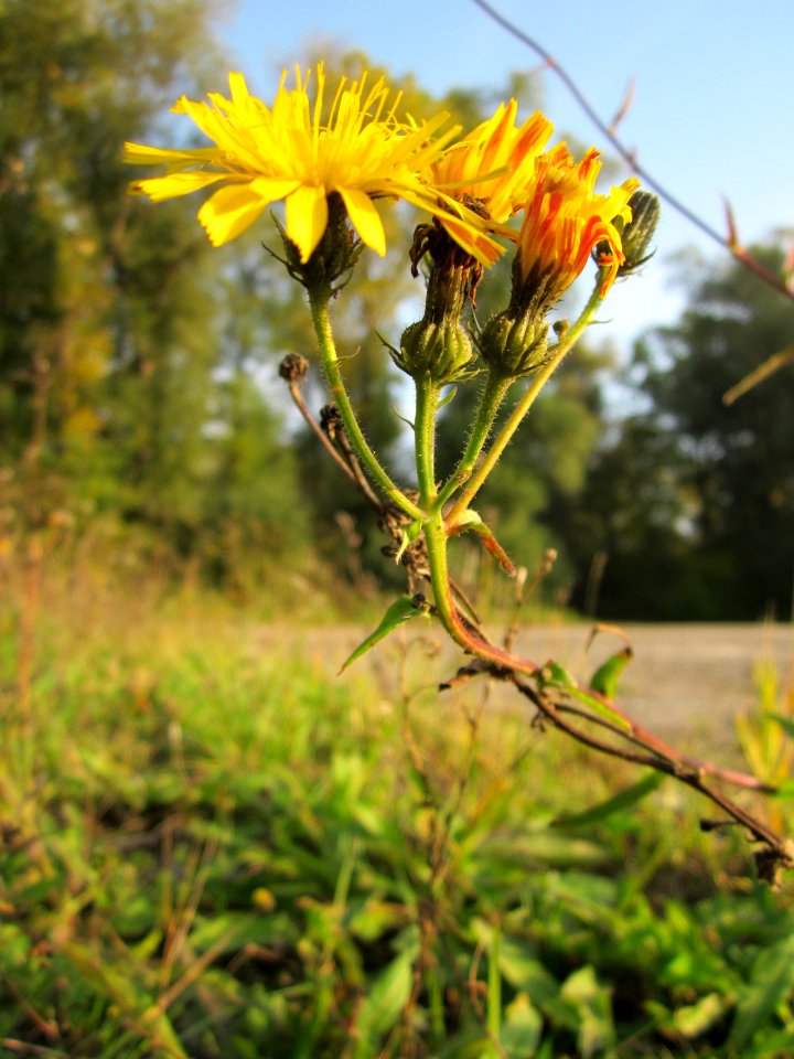 20121022Picris_hieracioides3