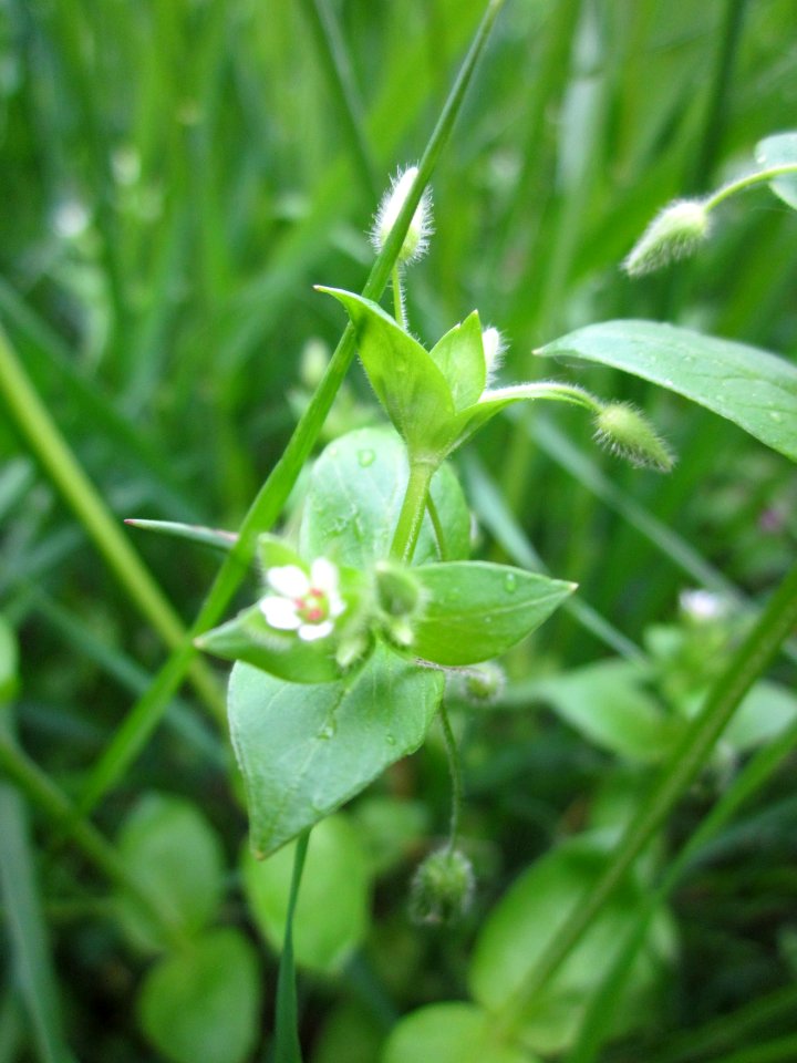 20130503Cerastium_fontanum5