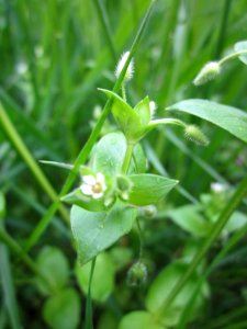 20130503Cerastium_fontanum5