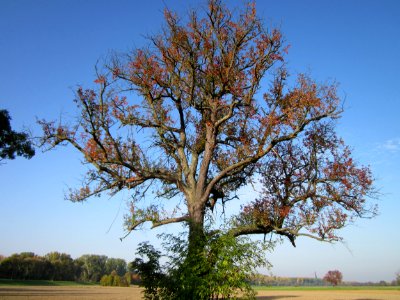20121021Alte_Landstrasse23