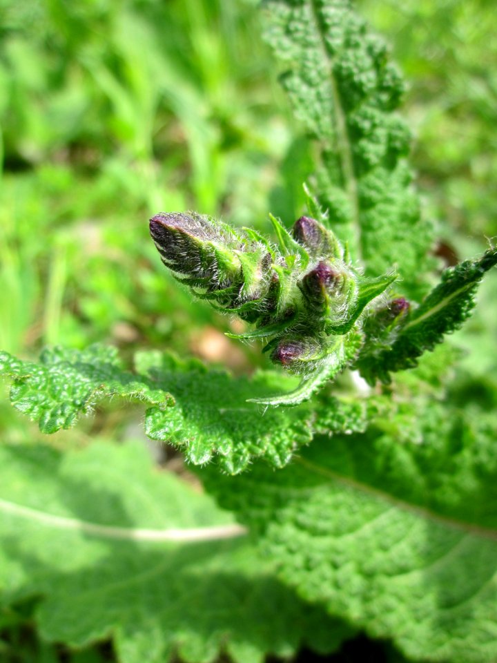 20130502Wiesensalbei_Hockenheim5