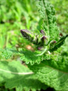 20130502Wiesensalbei_Hockenheim5