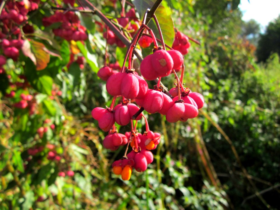 20121003Pfaffenhuetchen_Marlach2