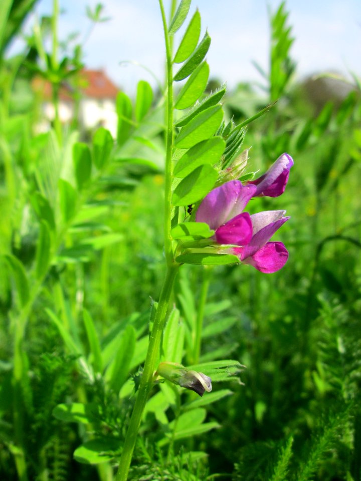 20130502Futterwicke_Hockenheim3