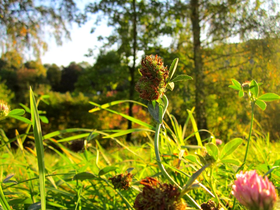 20121001Wiesenklee_Saar2
