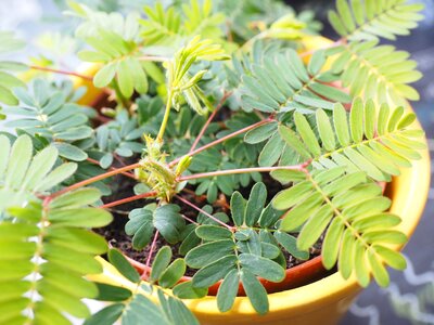 Pinnate mimosa pudica bashful sensitive plant