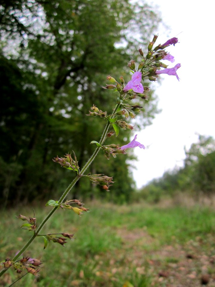20121006Calamintha_menthifolia4