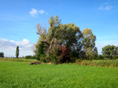 20121005Silberweide_Hockenheim1