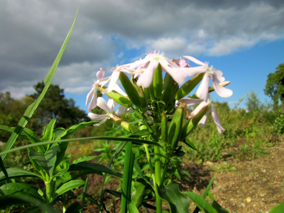 20121007Seifenkraut_Reilingen3