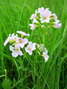 20130501Cardamine_pratensis3