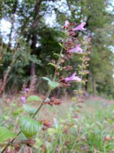20121006Calamintha_menthifolia3