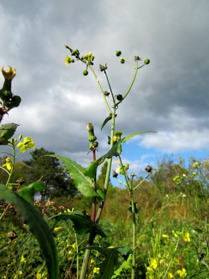 20121007Sonchus_asper2