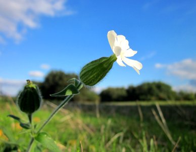 20121007Silene_latifolia