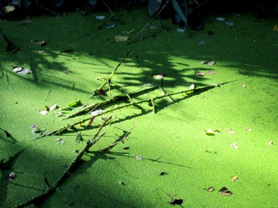 20121003Entengruetze_Marlach