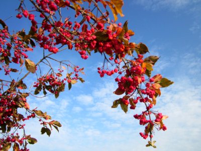 20121022Pfaffenhuetchen_Hockenheimer_Rheinbogen8