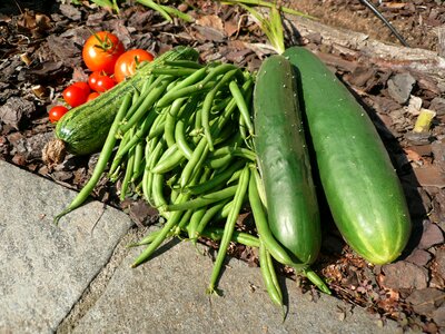 Green beans tomatoes vegetarian