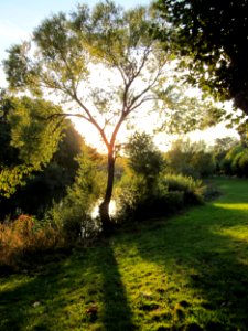 20121001Silberweide_Saarbruecken