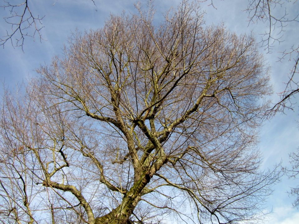 20121224Ulme_Hockenheim2