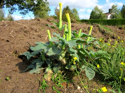 20121007Stechapfel_Reilingen1