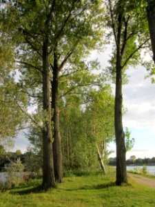 20121003Pappeln_Rhein3