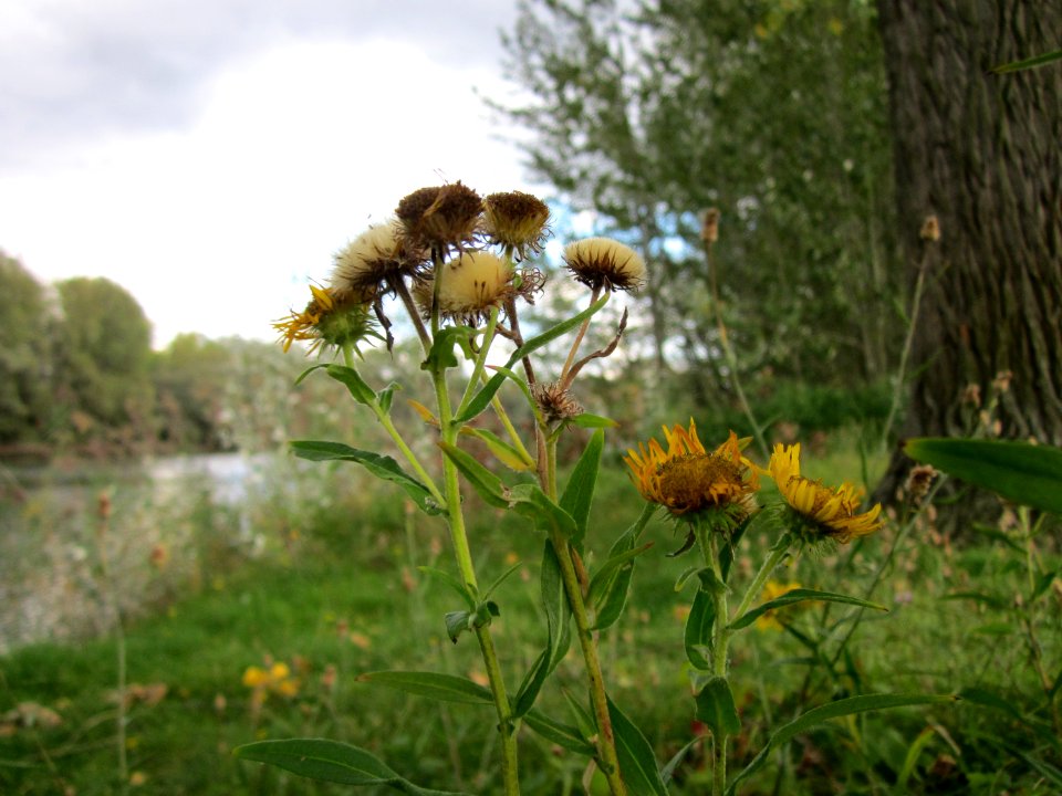 20121003Alant_Hockenheimer_Rheinbogen1
