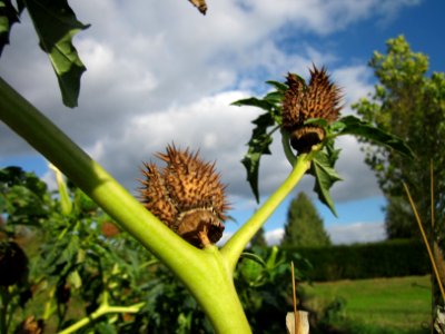 20121007Stechapfel_Reilingen5