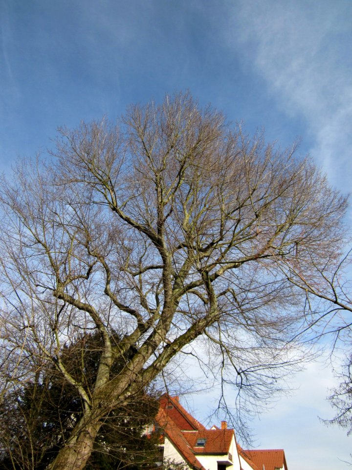 20121224Ulme_Hockenheim1