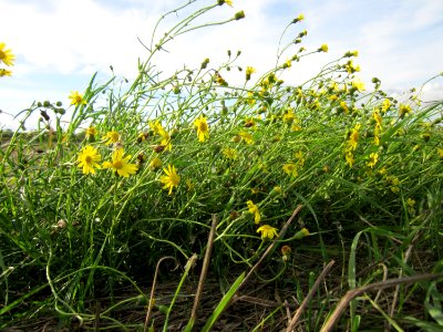 20120924Senecio_inaequidens1