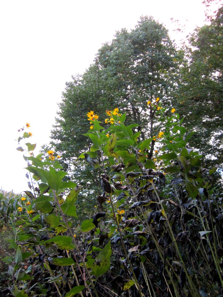20121007Topinambur_St_Leon1