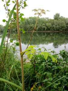 20120923Rheinauenwald_Altlussheim17